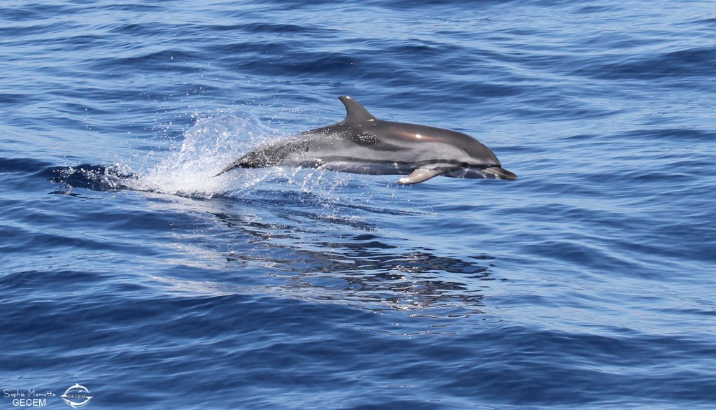 Dauphin bleu et blanc au large de Sanary, 13/08/2017