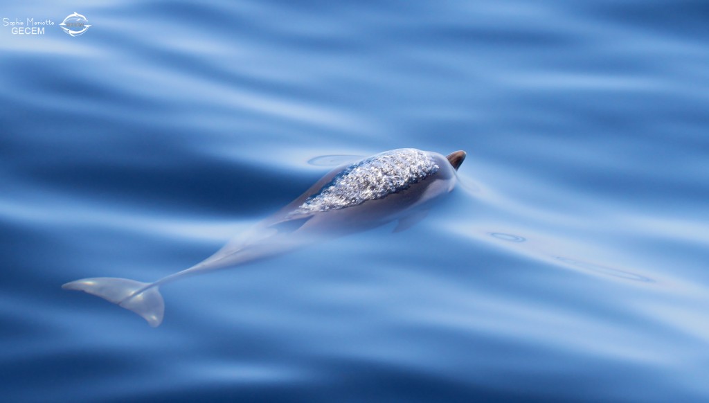 Dauphin bleu et blanc au large de Sanary, 13/08/2017