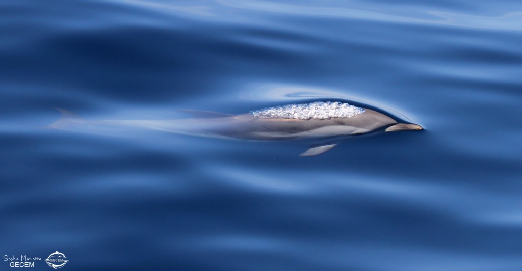 Dauphin bleu et blanc au large de Sanary, 13/08/2017