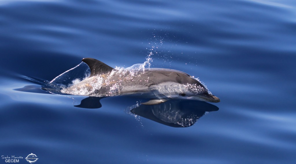 Dauphin bleu et blanc au large de Sanary, 13/08/2017