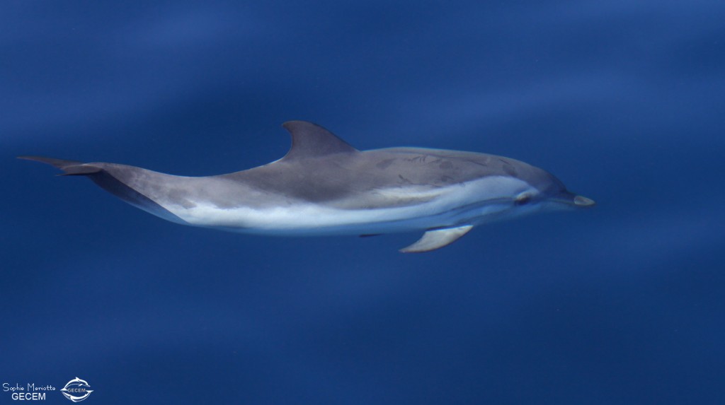 Dauphin bleu et blanc au large de Sanary, 13/08/2017