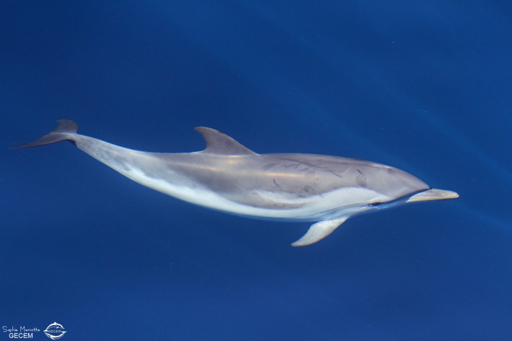 Dauphin bleu et blanc au large de Sanary, 13/08/2017