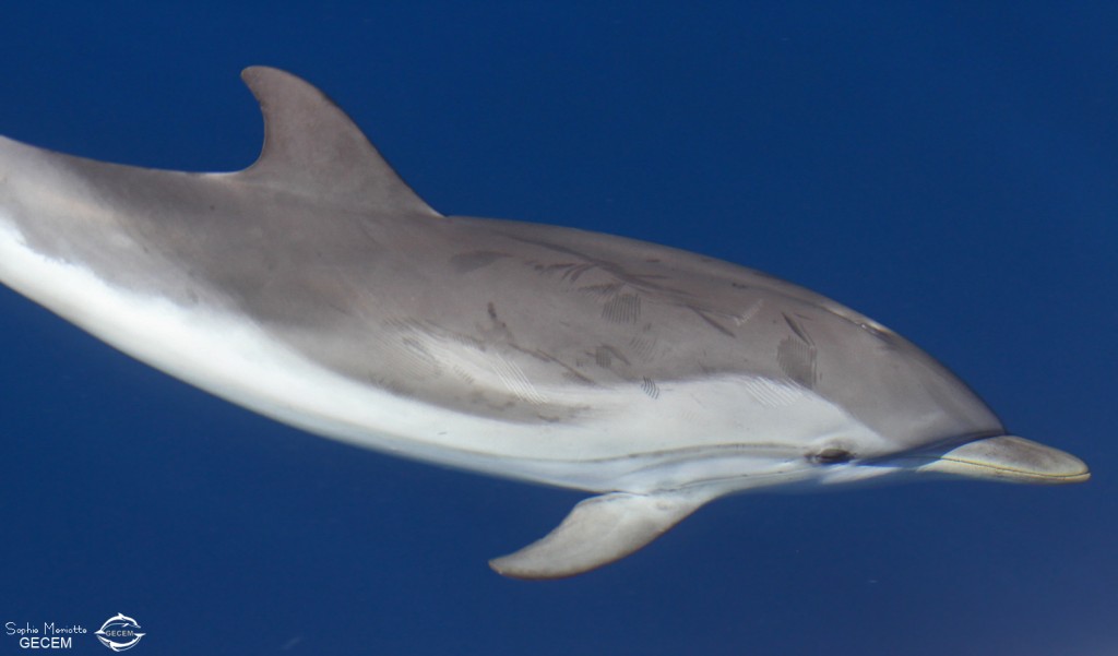 Dauphin bleu et blanc au large de Sanary, 13/08/2017