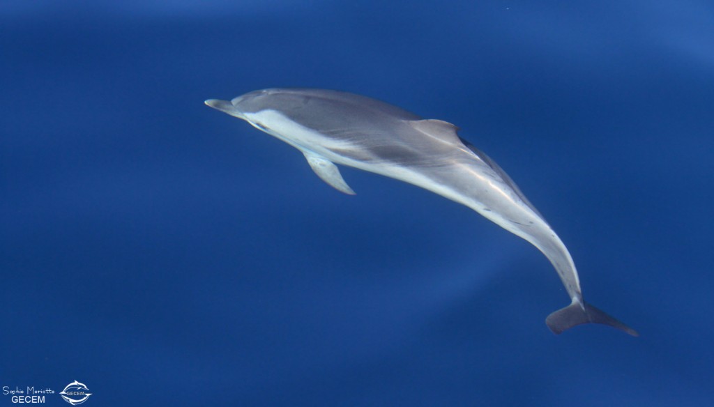 Dauphin bleu et blanc au large de Sanary, 13/08/2017
