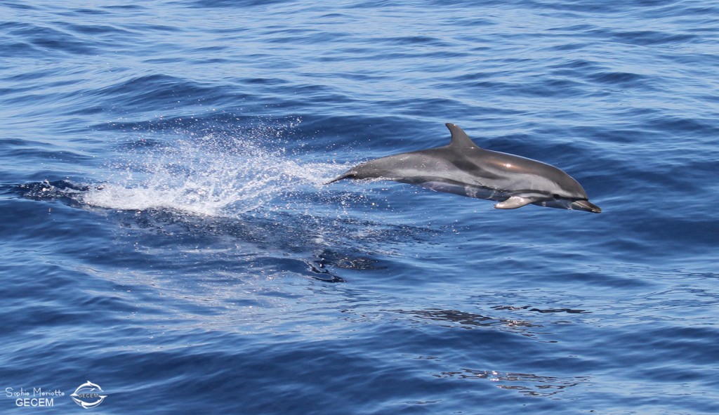 Dauphin bleu et blanc au large de Sanary, 13/08/2017