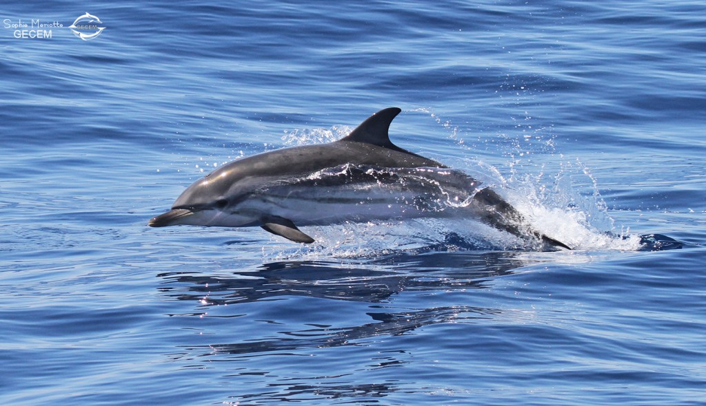 Dauphin bleu et blanc au large de Sanary, 13/08/2017