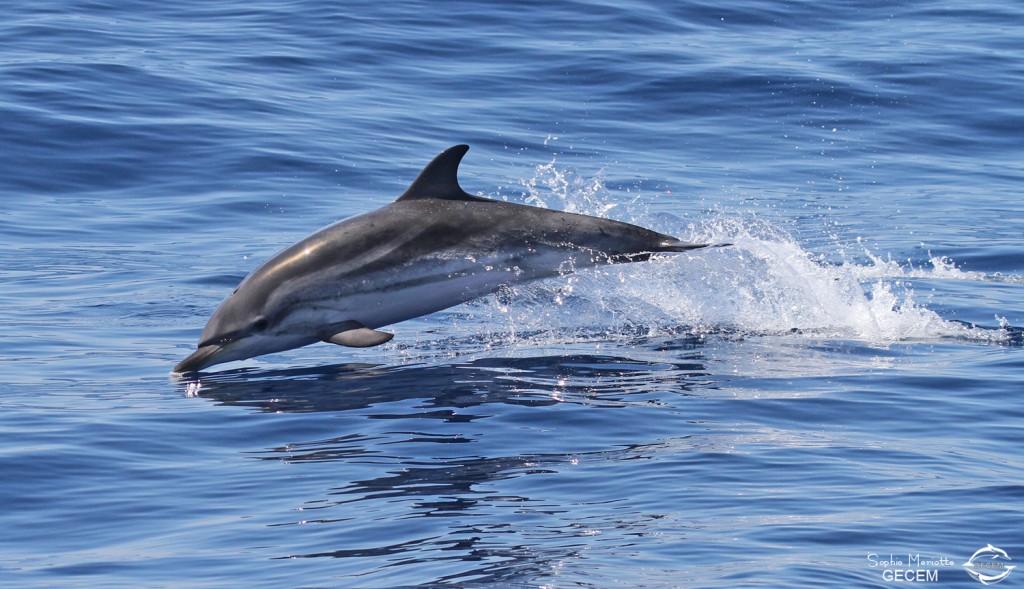 Dauphin bleu et blanc au large de Sanary, 13/08/2017