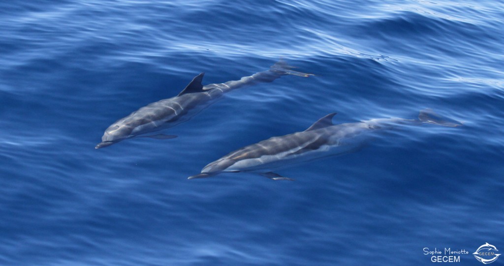 Dauphins bleu et blanc au large de Sanary, 13/08/2017