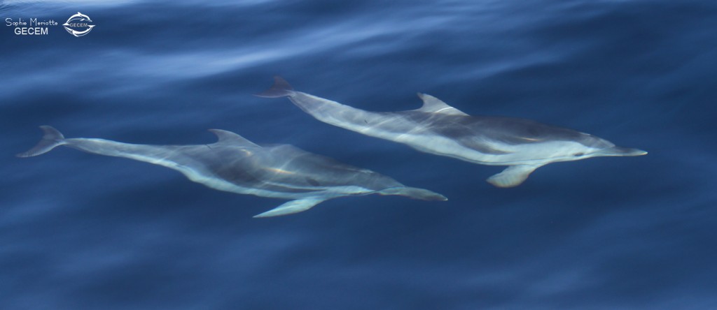 Dauphins bleu et blanc au large de Sanary, 13/08/2017