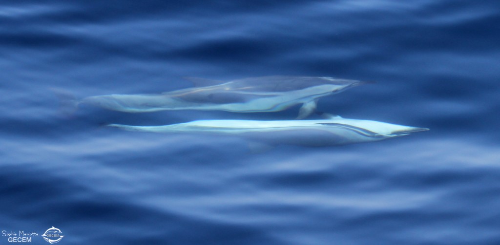 Dauphins bleu et blanc au large de Sanary, 13/08/2017