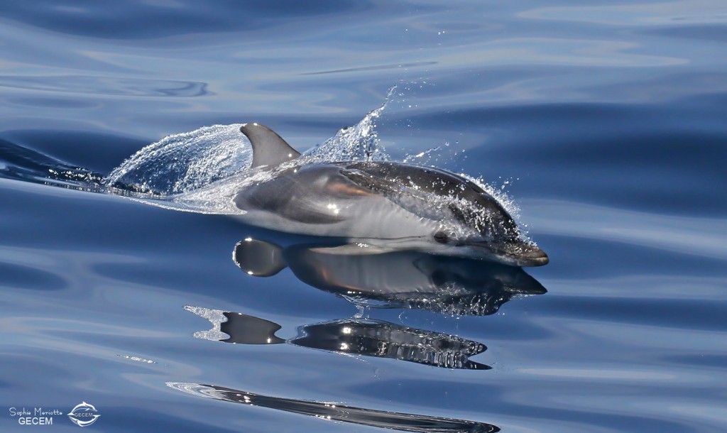 Dauphin bleu et blanc au large de Sanary, 13/08/2017