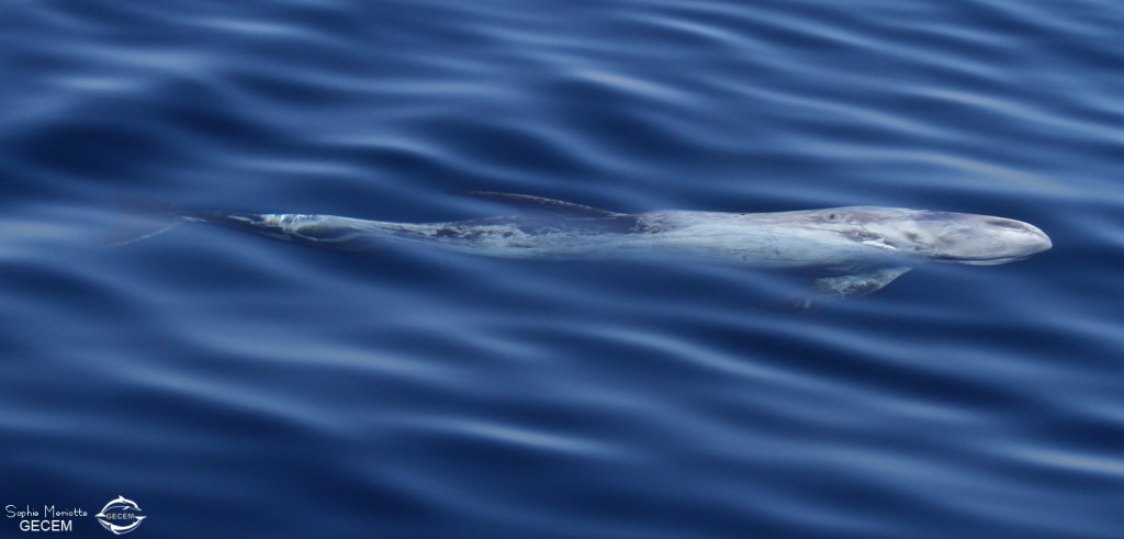 Dauphin de Risso au large de Sanary (05/09/2017)