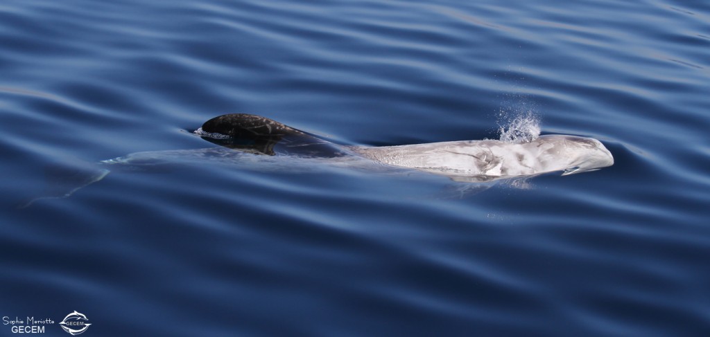 Dauphin de Risso au large de Sanary (05/09/2017)