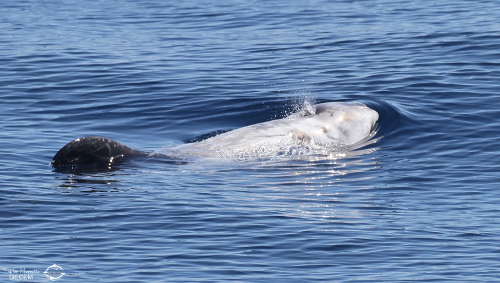 Dauphin de Risso au large de Sanary (05/09/2017)