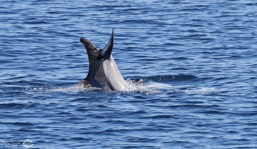 Dauphin de Risso, femelle et son jeune au large de Sanary (05/09/2017)