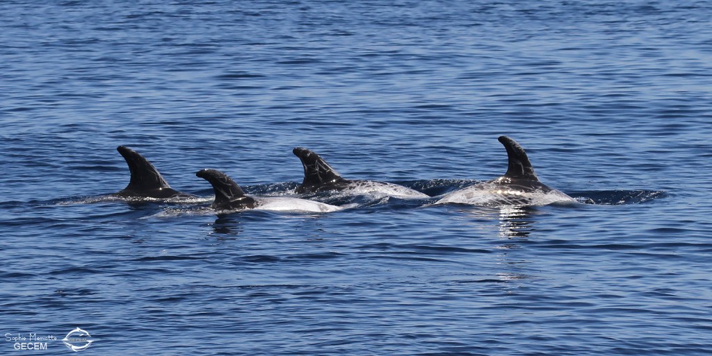 Dauphins de Risso au large de Sanary (05/09/2017)