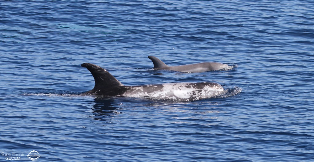 Dauphin de Risso, femelle et son jeune au large de Sanary (05/09/2017)
