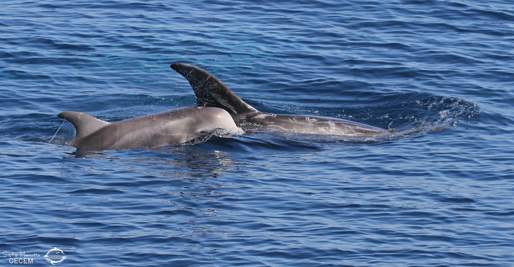 Dauphin de Risso, femelle et son jeune au large de Sanary (05/09/2017)
