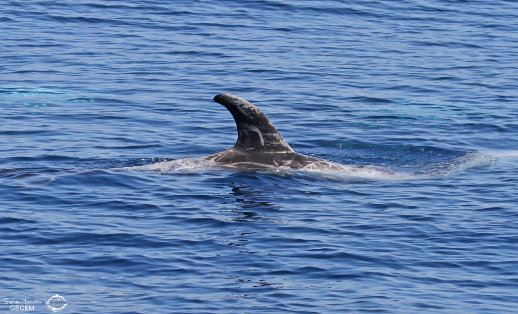 Dorsale de dauphin de Risso