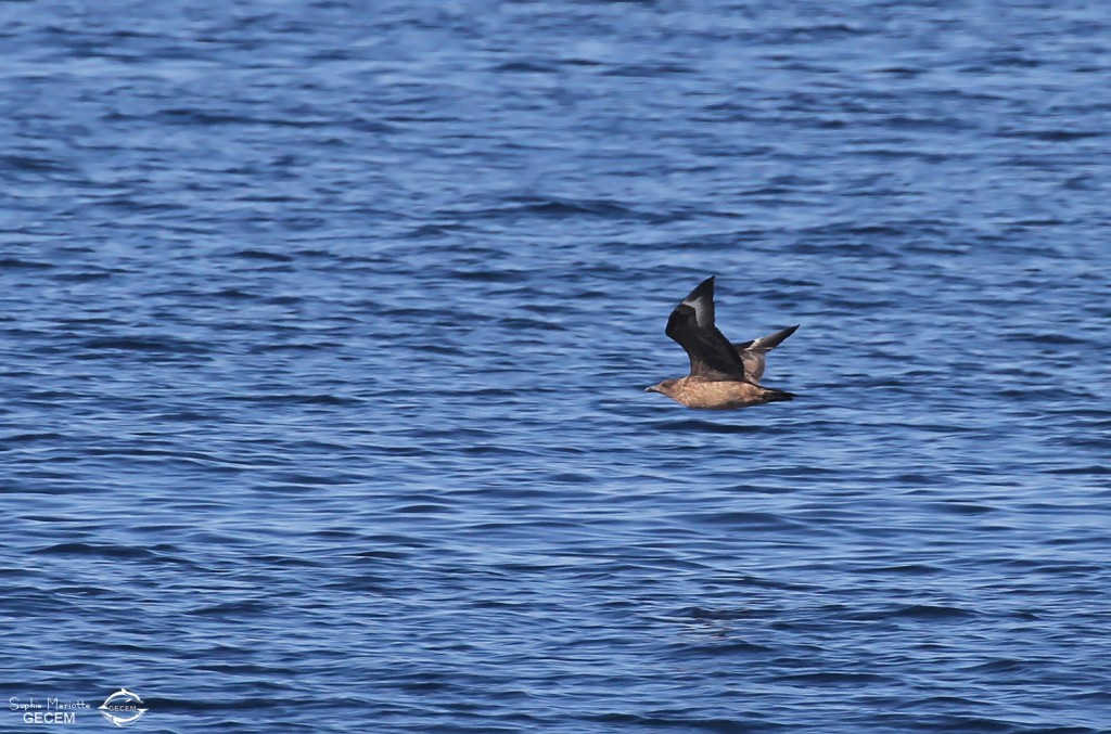 Grand Labbe au large de Sanary