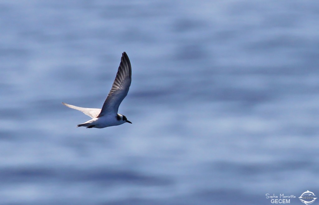 Guifette noire cherchant à se poser sur une tortue au large de Sanary, 13/08/2017