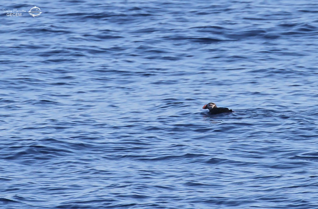 Macareux moine au large de Sanary