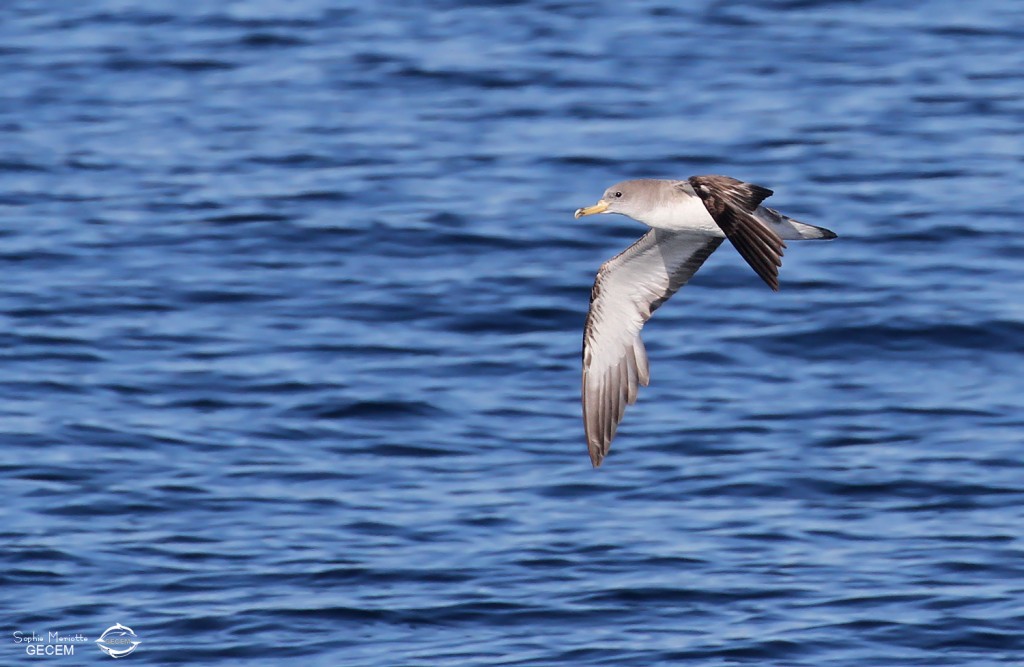 Puffin de Scopoli au large de Sanary