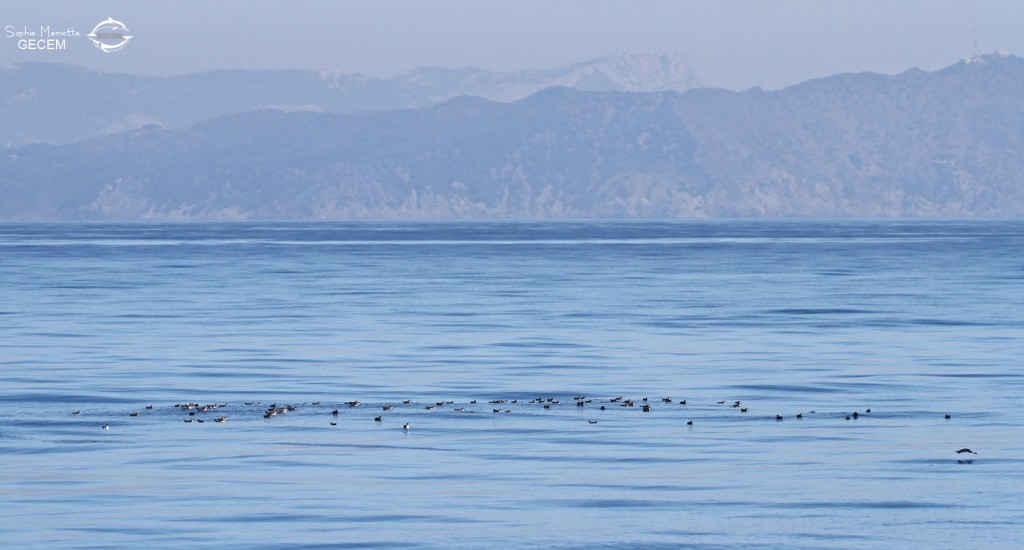 Radeau de puffins devant le Cap Sicié