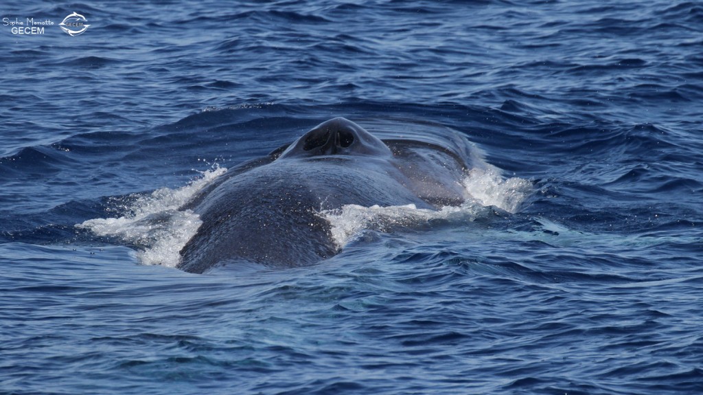 Rorqual commun au large de Sanary, 15/08/2017