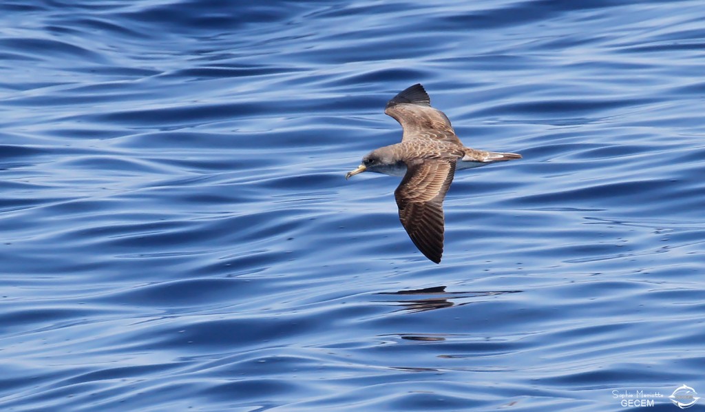 Puffin de Scopoli au large de Sanary, 15/08/2017