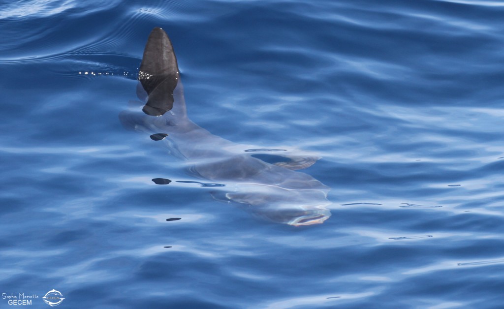 Poisson lune au large de Sanary, 15/08/2017