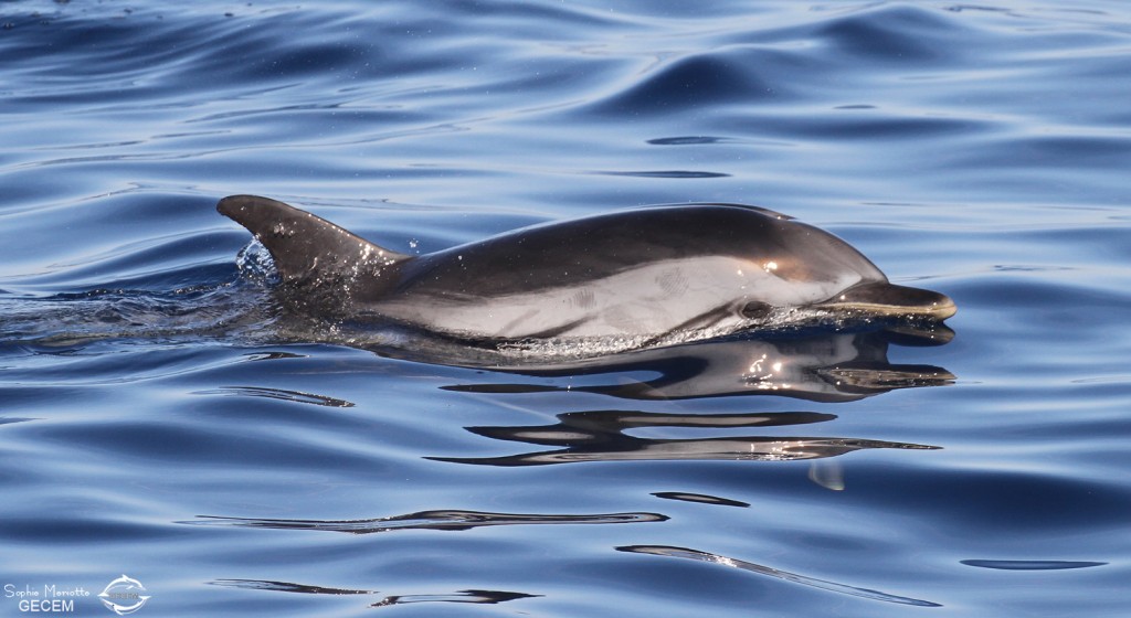 Dauphin bleu et blanc au large de Sanary, 15/08/2017