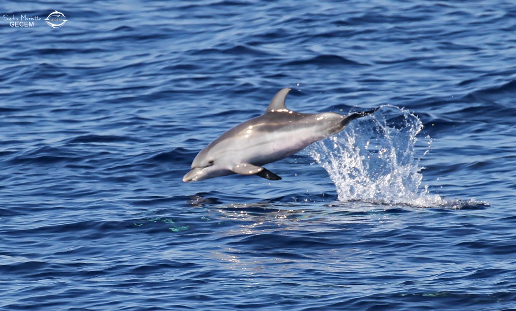 Jeune dauphin bleu et blanc sautant au large de Sanary, 15/08/2017