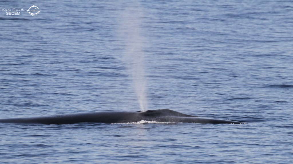 Rorqual commun au large du Cap Sicié, 15/08/2017
