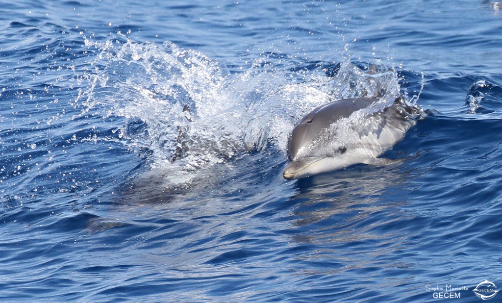Dauphins bleu et blanc au large de Sanary, 15/08/2017