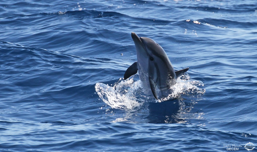 Dauphin bleu et blanc au large de Sanary, 15/08/2017