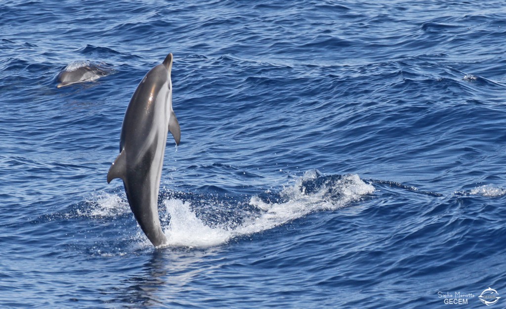 Dauphin bleu et blanc au large de Sanary, 15/08/2017