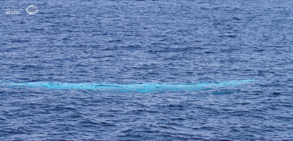 Rorqual commun ventre face à la surface au large de Sanary, 15/08/2017