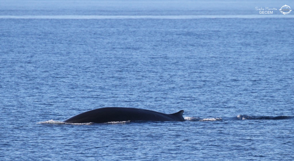 Rorqual commun au large du Cap Sicié le 22/08/2017