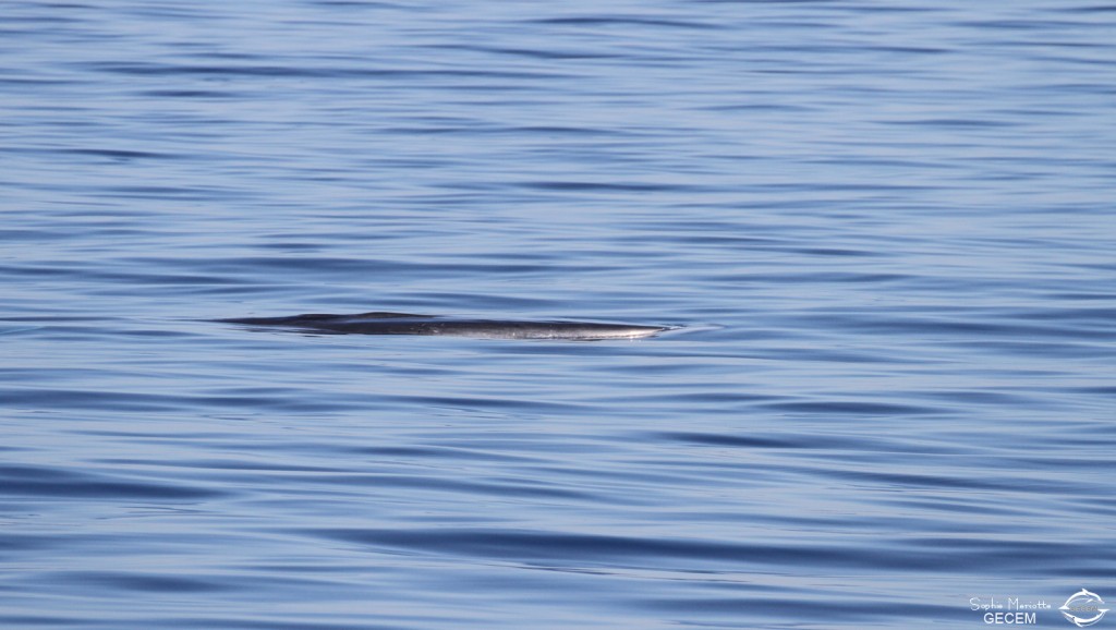 Rorqual commun au large du Cap Sicié le 22/08/2017