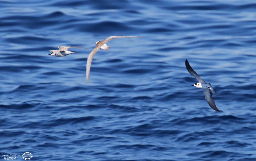 Guifettes noires au large du Cap Sicié le 22/08/2017