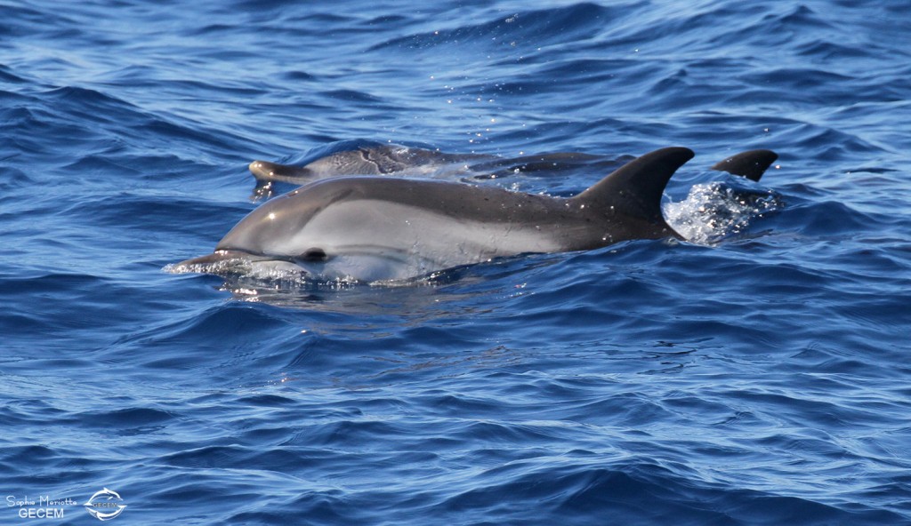 Dauphins bleu et blanc au large du Cap Sicié le 22/08/2017