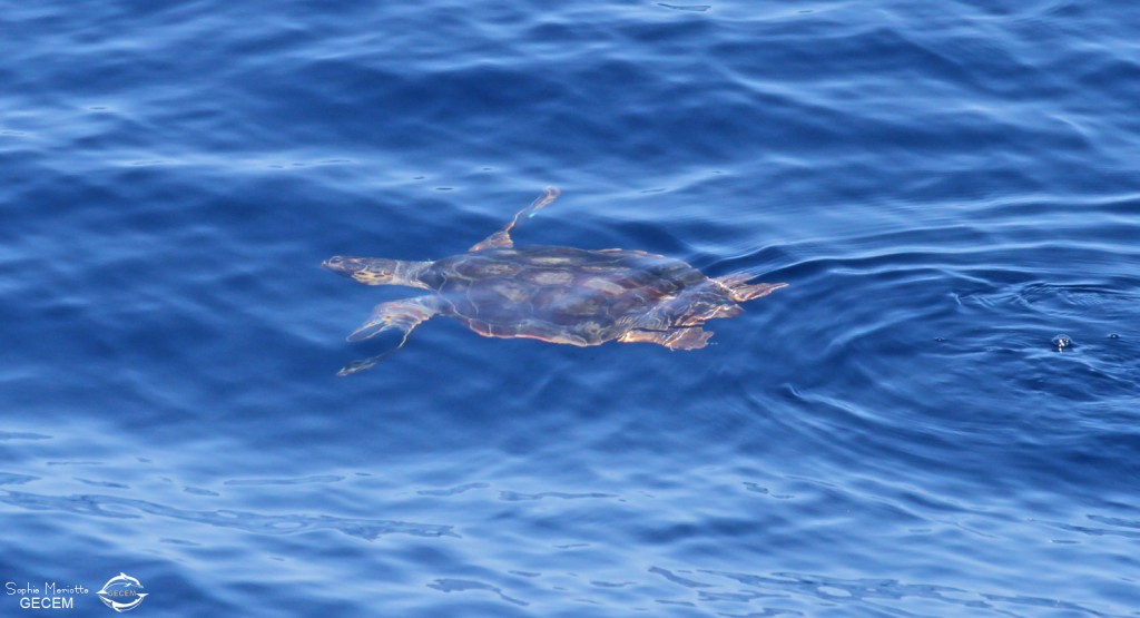 Tortue caouanne au large de Sanary, 13/08/2017