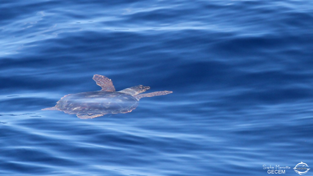 Tortue caouanne au large de Sanary, 13/08/2017