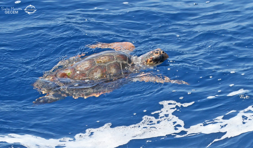 Tortue caouanne au large de Sanary, 13/08/2017