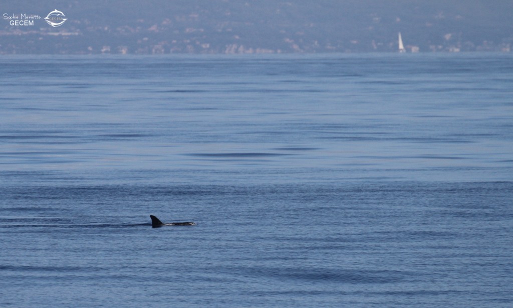 Silhouette d'un dauphin de Risso reconnaissable à son grand aileron falciforme