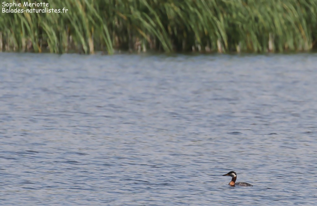 Grèbe jougris, Pisciculture de Dojlidzy 