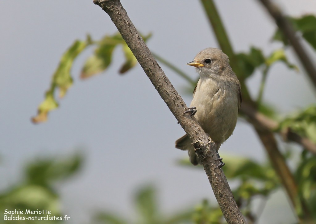 Jeune rémiz penduline dans la pisciculture de Stawy Popielewo
