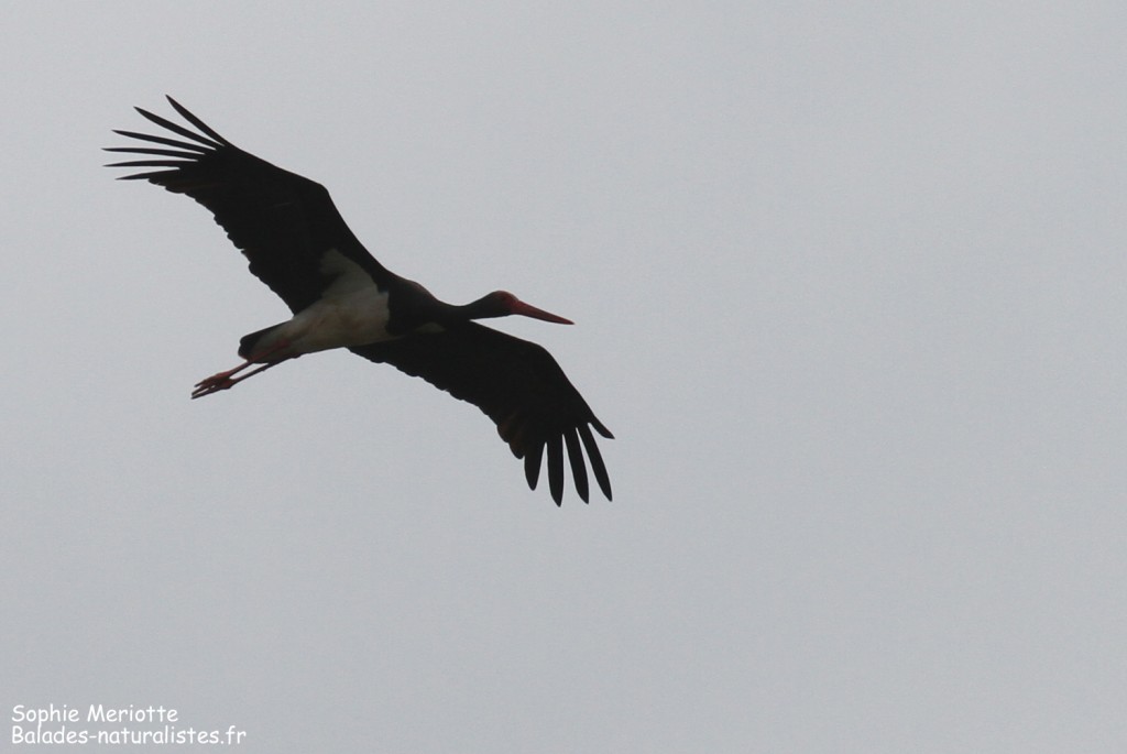 Cigogne noire, pisciculture de Stawy Popielewo