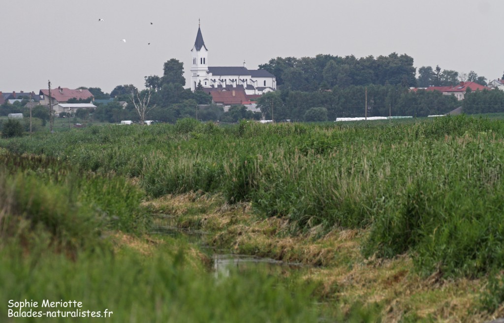 Avant l'orage, Pisciculture de Knyszyn Zamek